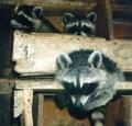 03raccoonsa.jpg 4.3K