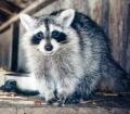 20raccoona.jpg 4.0K